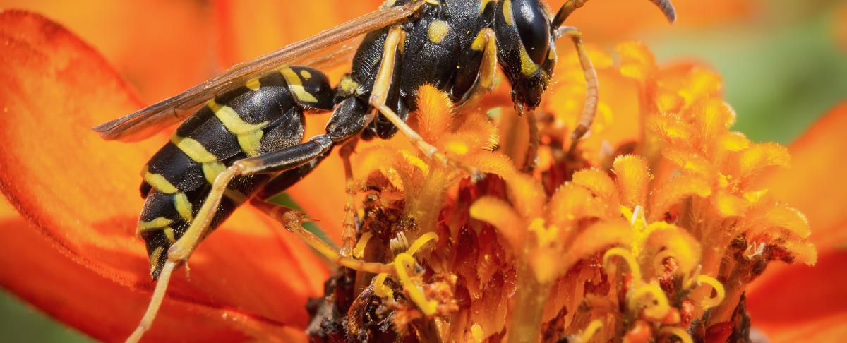 Wat te doen tegen de Franse veldwesp?