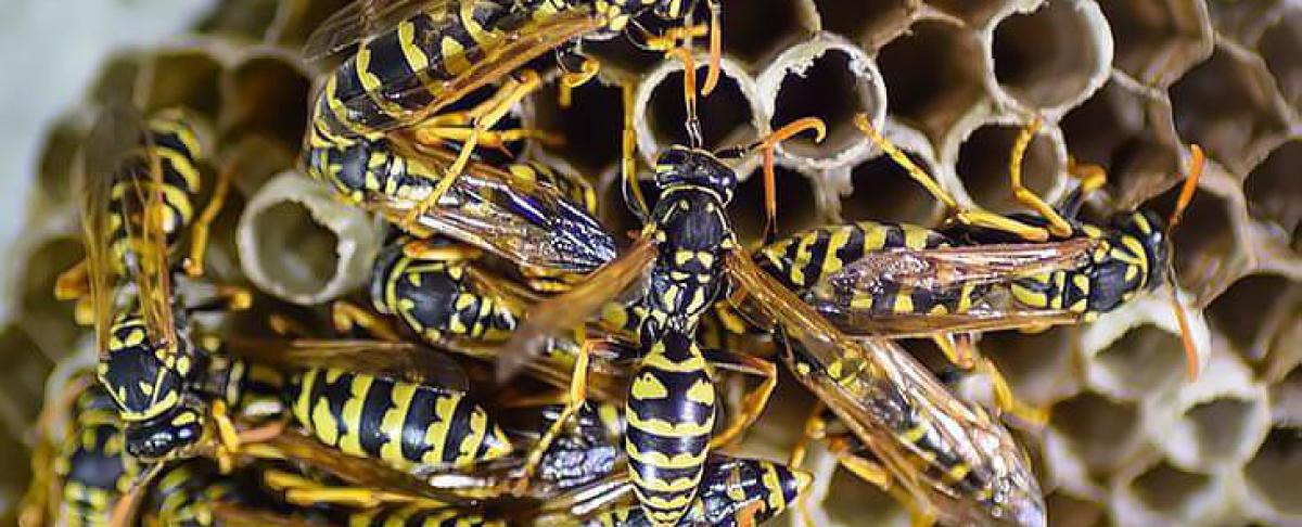 Explosie van wespen verwacht in augustus