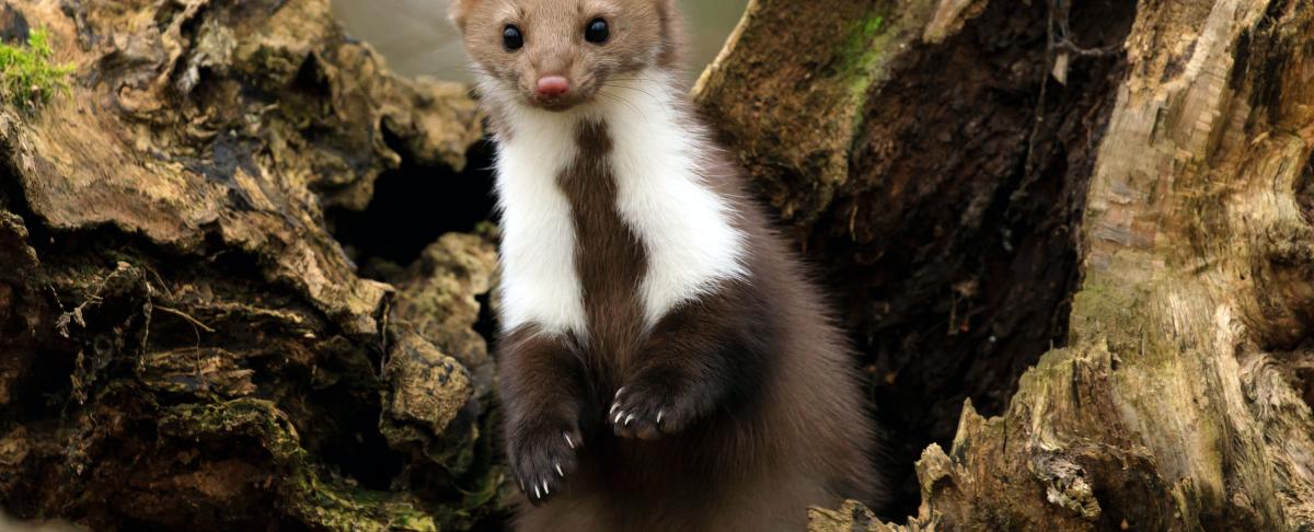 De steenmarter rukt op: informatie &amp; bestrijden