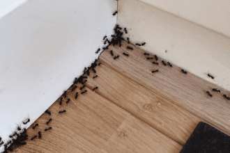 Wat te doen tegen mieren in huis?