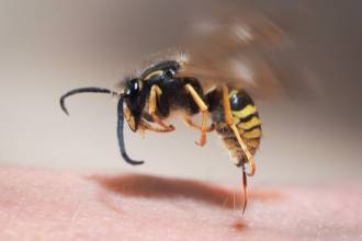 Wat te doen bij een wespensteek?