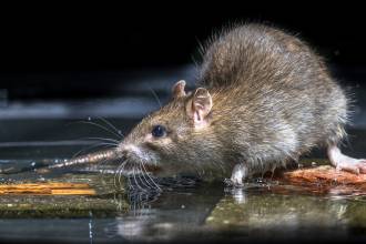 Onderzoek: ratten jagen meeste mensen angst aan