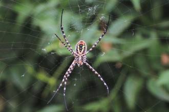 Herfstalarm: Dikke spinnen in aantocht!