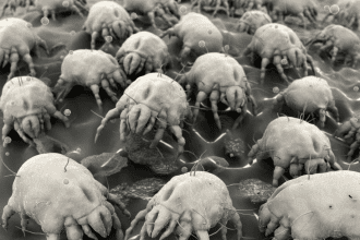 De huisstofmijt: Hoe omgaan met een onzichtbare gast?