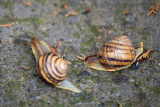 Slakken in de tuin: zo pak je ze aan