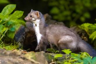 Steenmarter verjagen: zo houd je marters op afstand