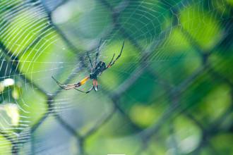 Spinnen in de herfst