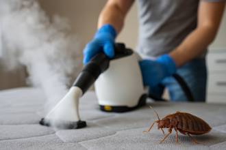 Hoe krijg je bedwantsen weg zonder gif?