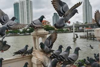 Wat te doen tegen duiven?