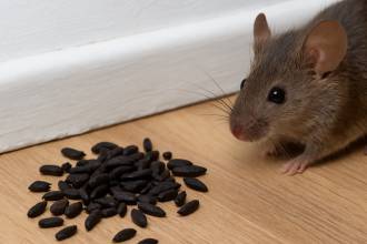 Muizenkeutels herkennen