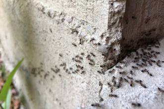 Mieren verjagen: de allerbeste tips!