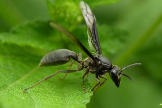 Vliegende mieren: informatie en tips