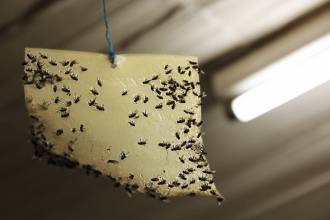 Vliegen verjagen: zelf doen of hulp nodig?