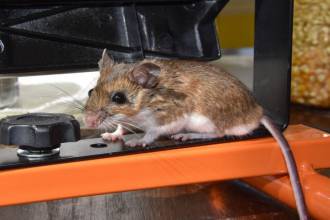 Muizen vangen: hoe maak ik een muizenval?