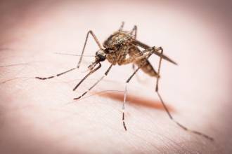 Muggen weren doe je zo!