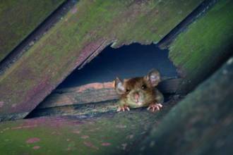 Muizen voorkomen: de beste tips van experts