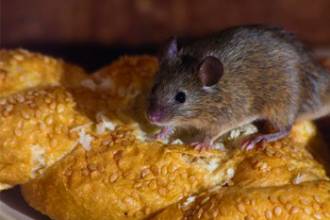 Integrated Pest Management