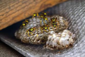 Wespennest in de spouwmuur?