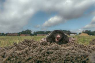 Wat te doen tegen mollen?