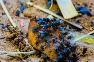 Wat te doen tegen vliegen?