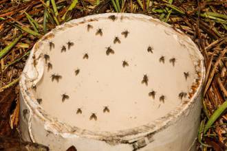 Wat te doen tegen rioolvliegjes?