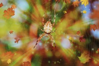 Ongedierte in de herfst: spinnen, bedwantsen &amp; vlooien