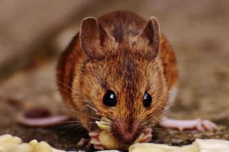 Help, ik hoor geluiden op zolder!