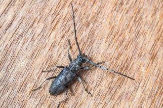 Huisboktor herkennen en bestrijden