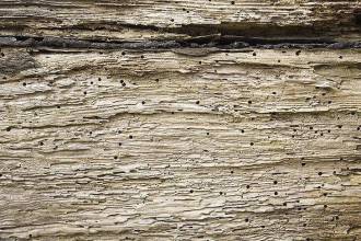 Bonte knaagkever bestrijden - Het hoe en waarom!