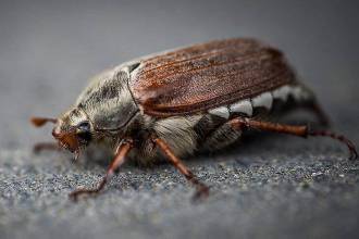 Tapijtkevers: hoe kom je van ze af?