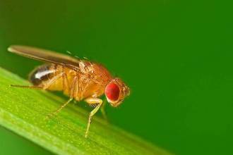 Wat te doen tegen fruitvliegjes?