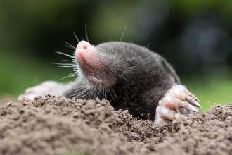 Mollen vangen? Dit zijn de mogelijkheden