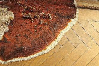 Poriënzwam verwijderen: herkennen, bestrijden en voorkomen