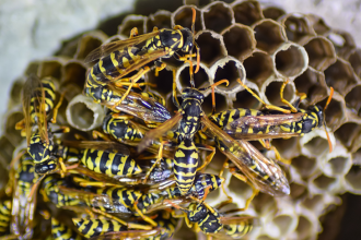 Vroege wespenexplosie verwacht in 2025