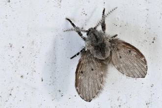 Motmuggen: heb jij er last van? Dit moet je allemaal weten!