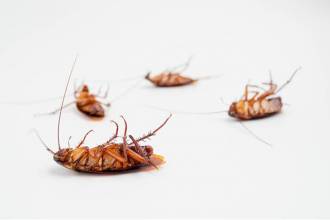 Pest control: alle voordelen op een rij