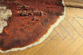 Huiszwam behandelen: kom snel in actie!