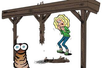 Houtworm: van probleem tot oplossing!