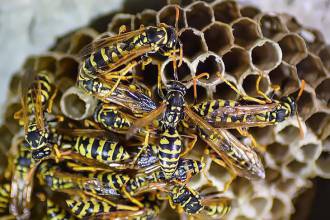 Explosie van wespen verwacht in augustus