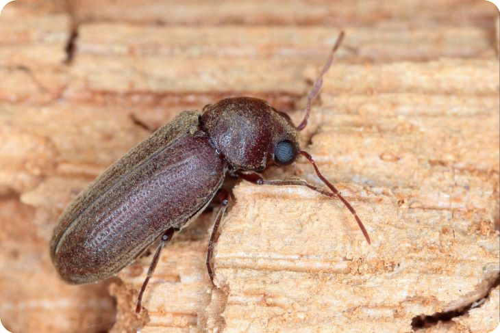 gewone-houtwormkever