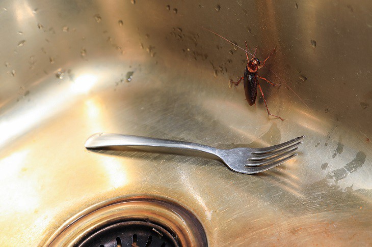  kakkerlakken-herkennen