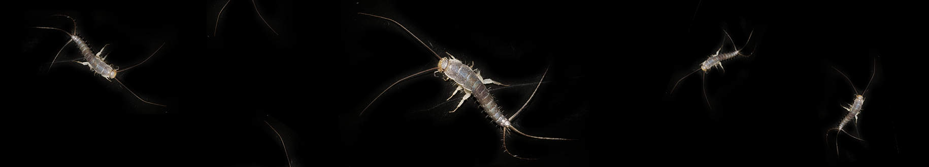 Zilvervisjes in huis