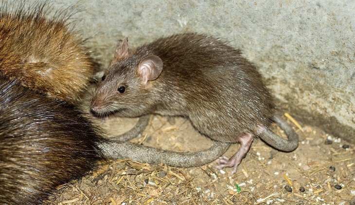  hoe-leven-ratten-nest